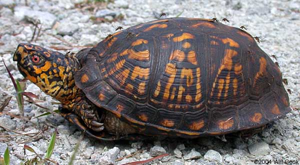 Eastern Box Turtle For Sale, Eastern Box Turtle For Sale In Usa,